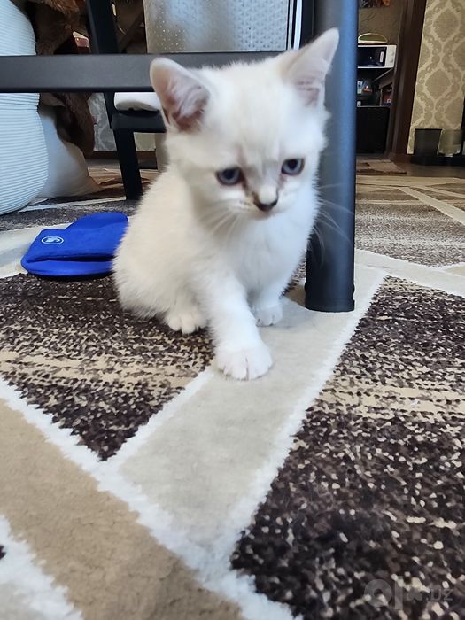 Продаётся котёнок.
