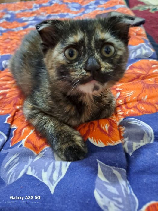 Скоттиш фолд кошка