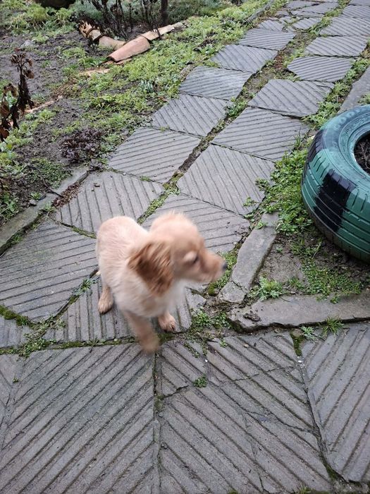 Кокер Шпаньол на 4