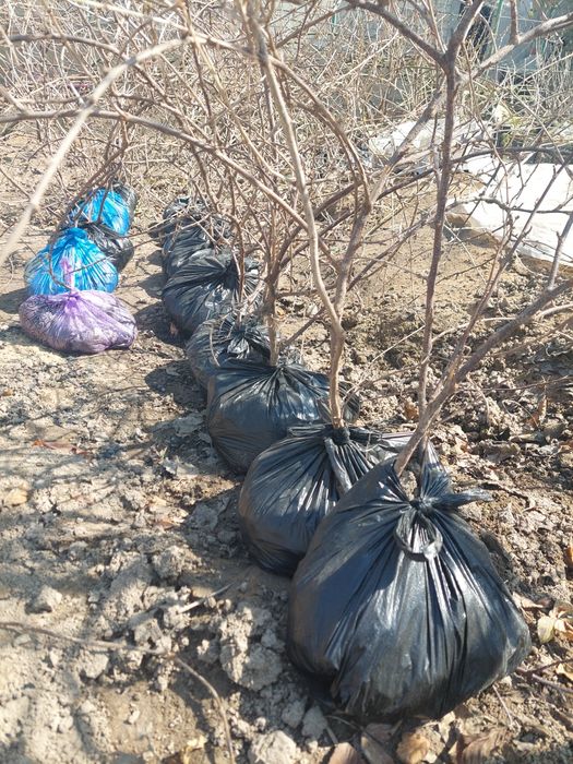 Продам кусты зелёного крыжовника