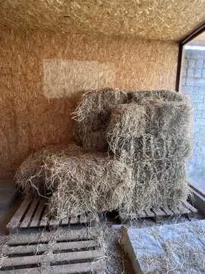 beda press birinchi o'rim