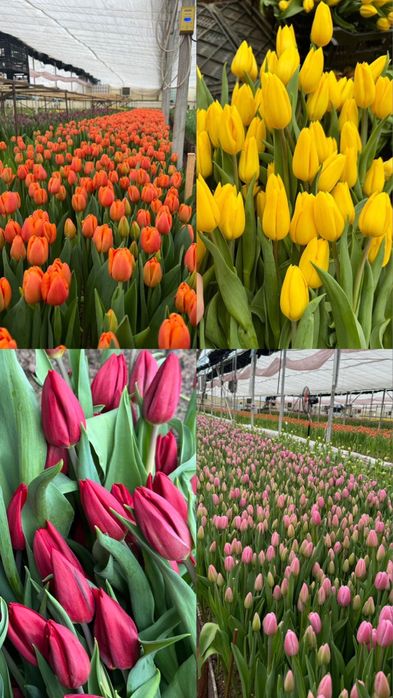 Тюльпаны по выгодней цене