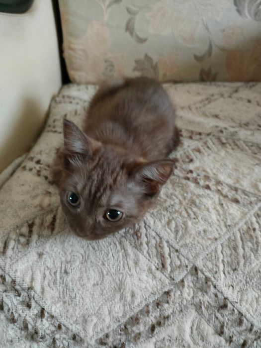 Отдам кисят в добрые руки.