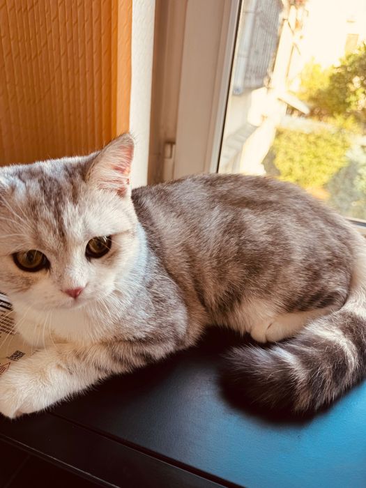 Mushuk sotiladi srochna!!! 100$