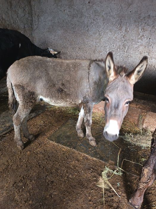 Vand magar si berbec breaz mior