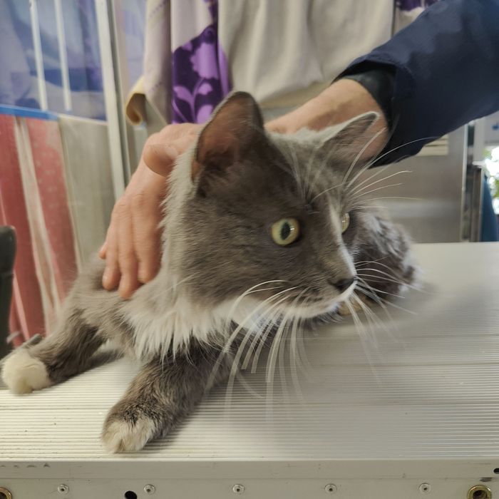 В добрые руки красивая кошка по кличке Стрелка