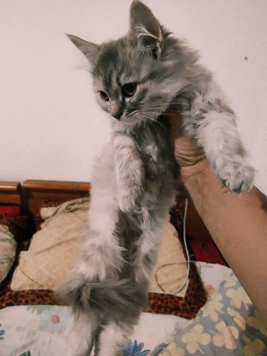 Котёнок породистая