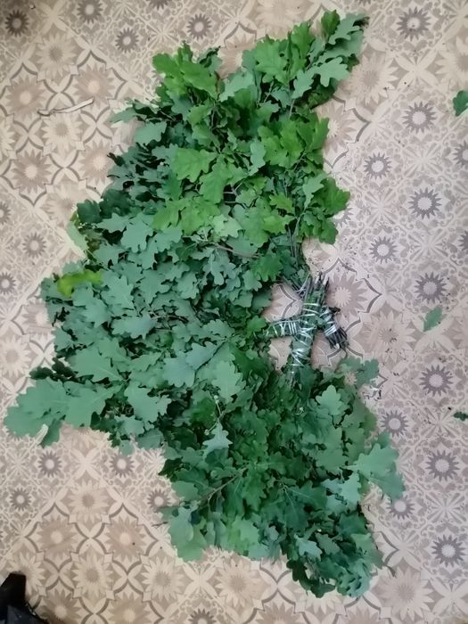 Дубовые веники..