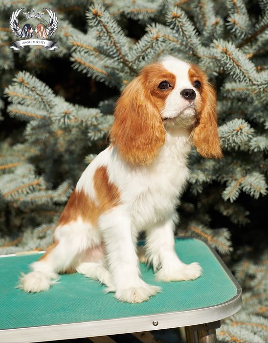 Кавалер Кинг Чарльз спаниель. Мальчик-5 месяцев.