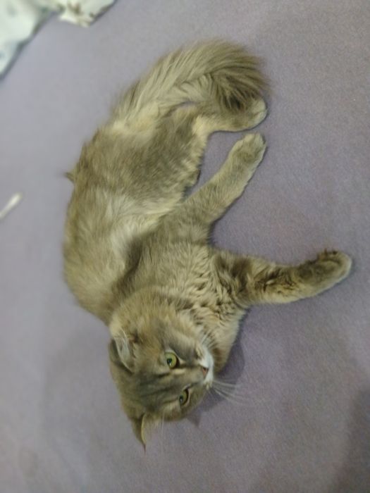 Mushug scottish fold