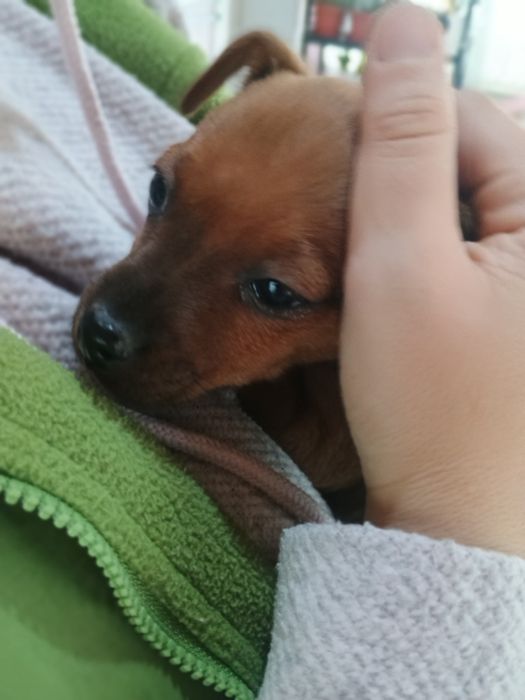 Продавам Мъжки Пинчер с ваксина и паспорт