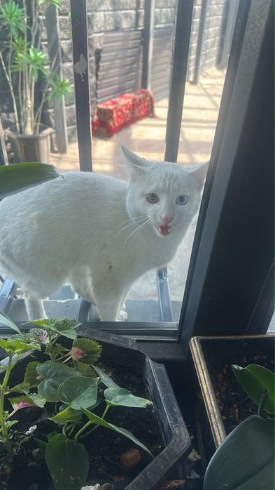Срочно ищем дом котику