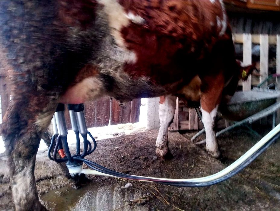 Jurinca baltata românească cu vițel