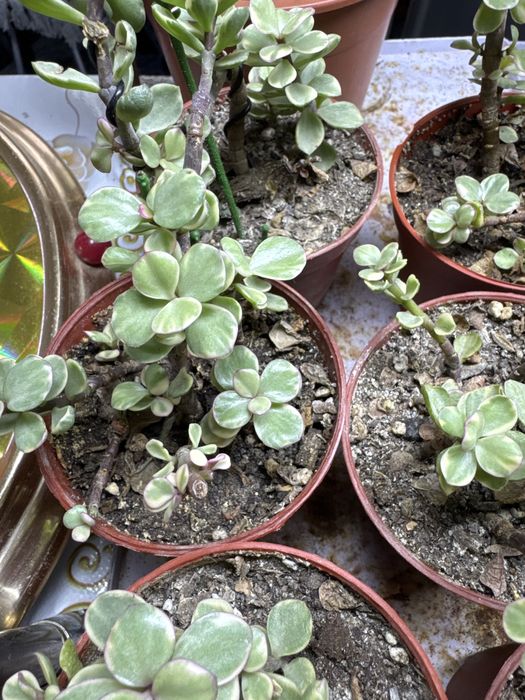 Продам партулакарию вариегатную