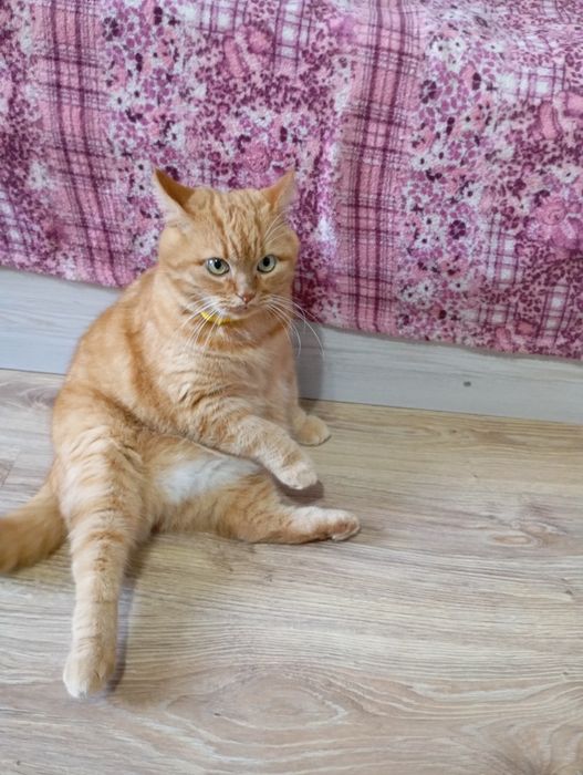 Передержка кошек.Содержание в домашних условиях .Фото и видео отчёты .