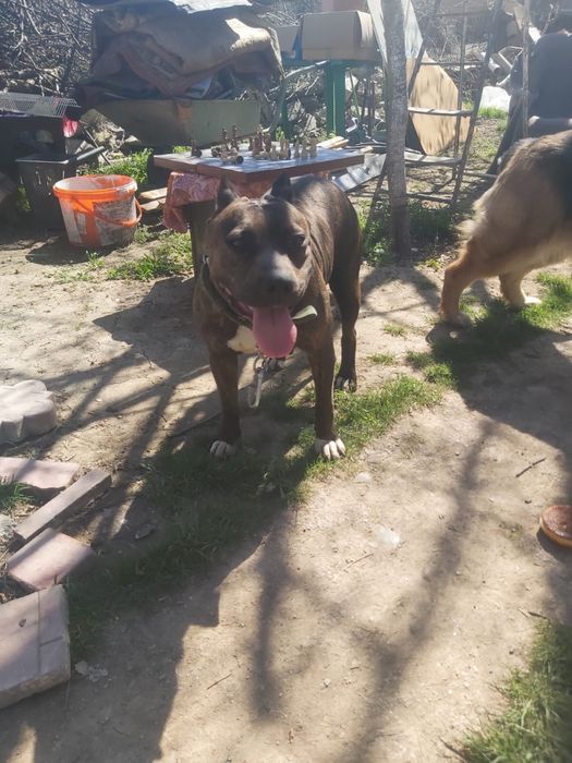 Продам Питбуля