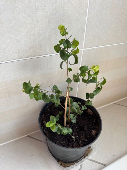 Фикус бенджамина твилайт, барок.