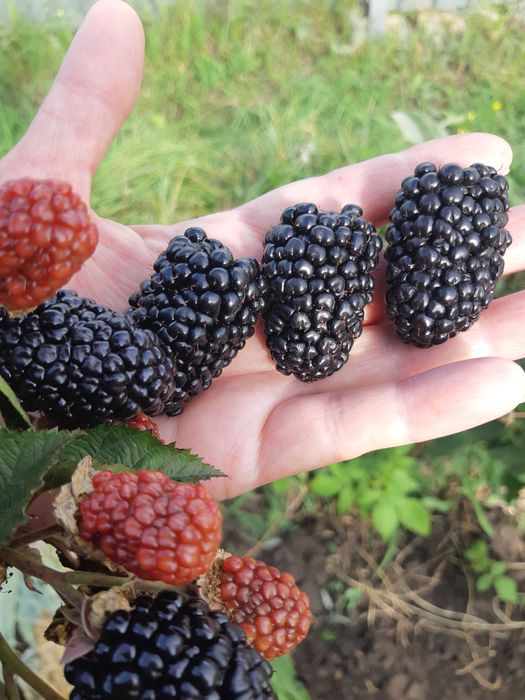 Участок земли в городе