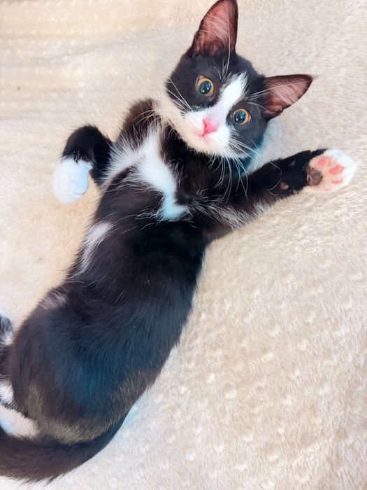Котенок в добрые руки