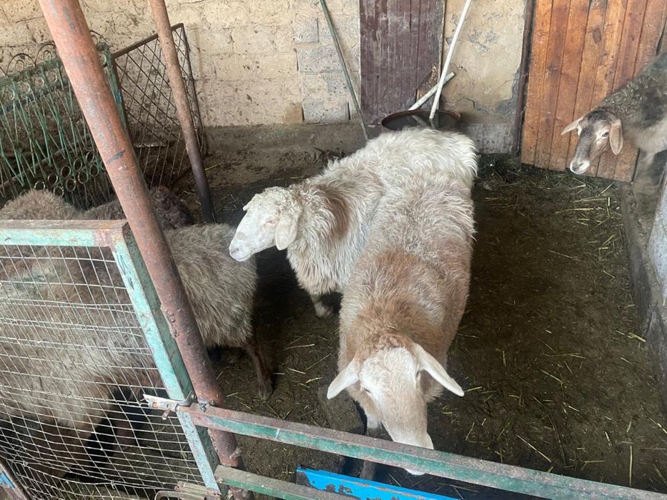 Саулык сатылады