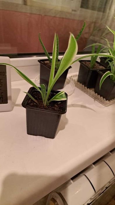 Продам хлорофитум хохлатый.