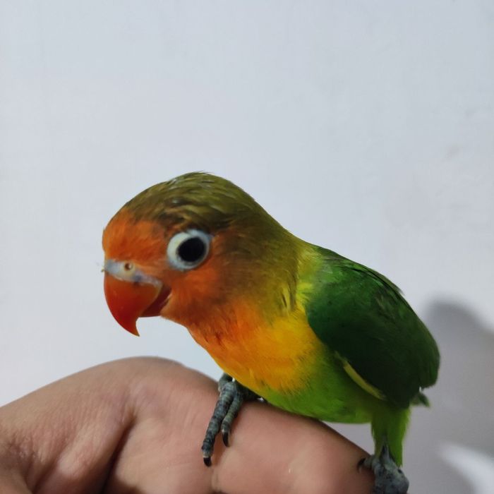 Ruchnoy papugay nerazluchniki sotiladi