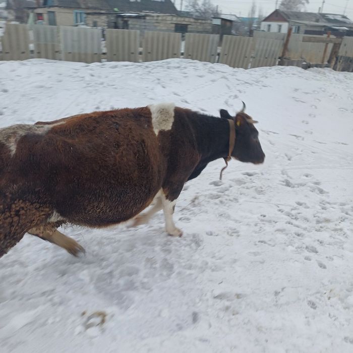 Продам корову стельную справная