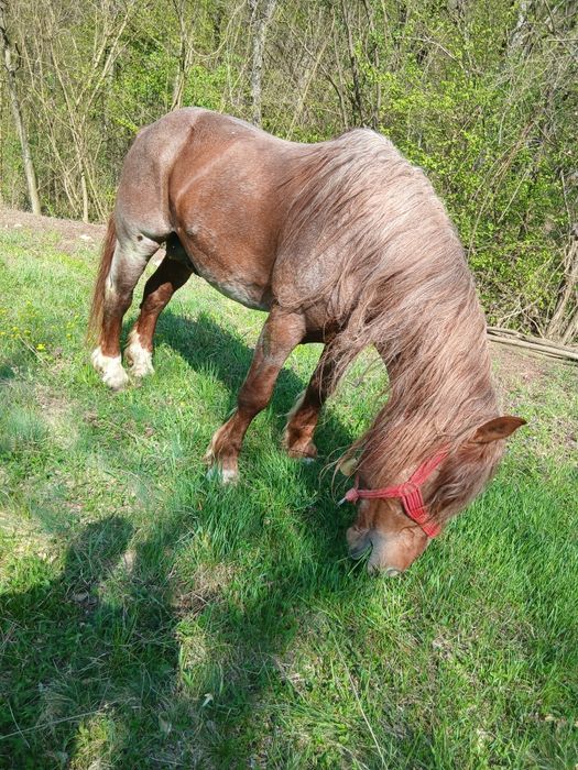 Vând harmăsar lucrat la pădure