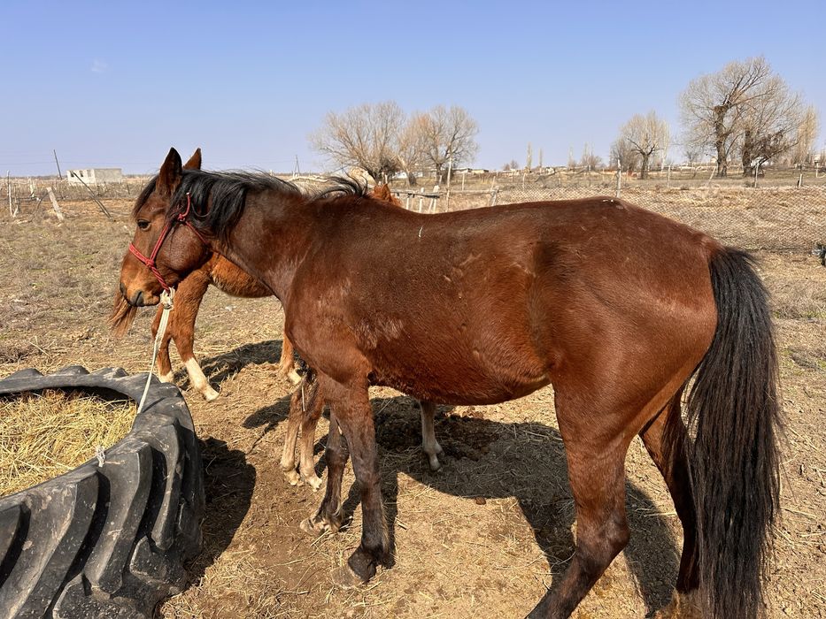 Жылкы бие сауын бие