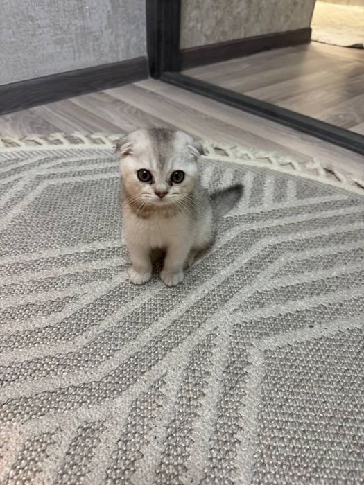 Скотш фолд. Мальчик 3 месяц