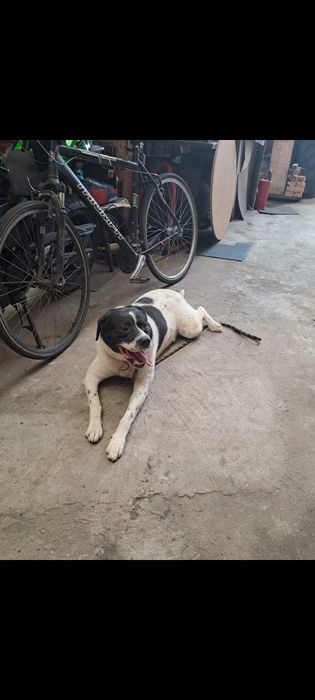 Donez caine ciobănesc