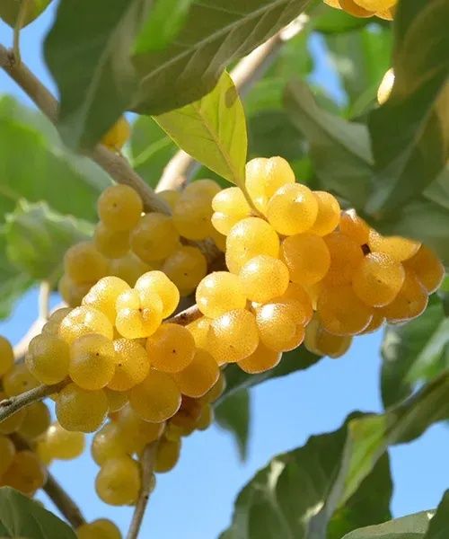 Есенна сладка Маслина (жълта)