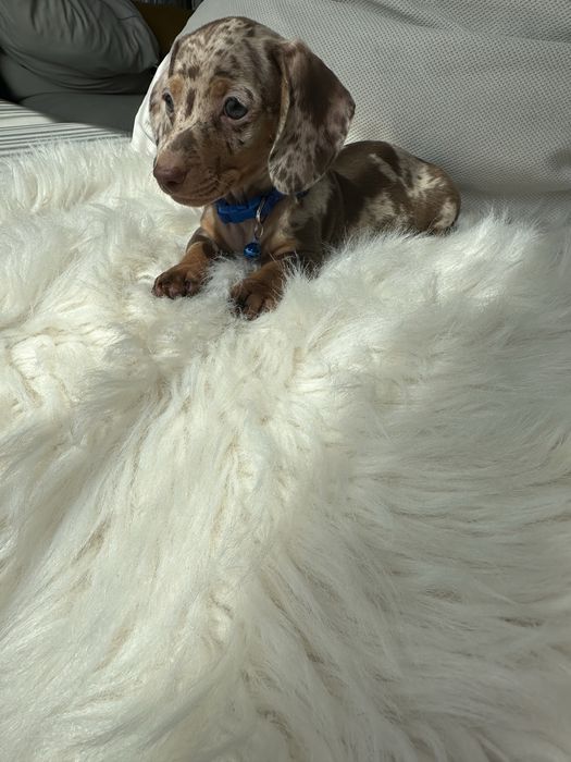 Teckel/dachshund miniatura
