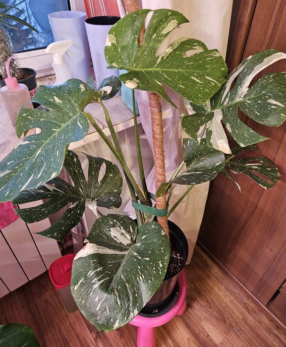 Продам комнатные растения