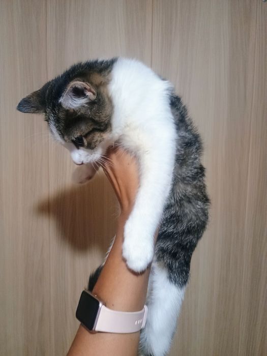 Отдам в добрые руки котенка