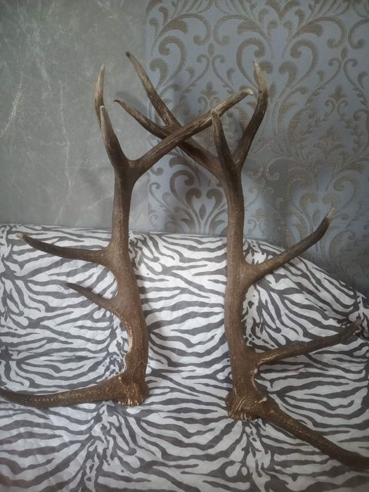 Еленски рога за декорация на вашия битов кът