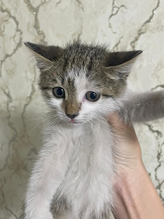 Отдам котят в хорошие руки