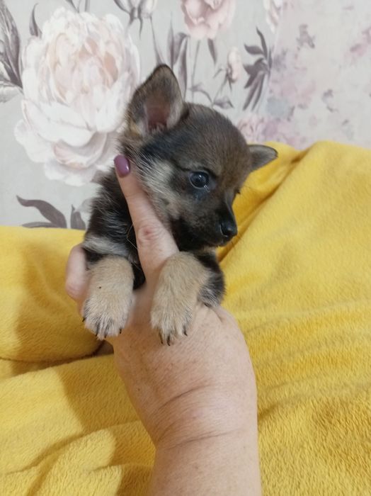 Продам щенка шпице тоя