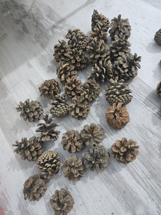 Шишки сосновые продам