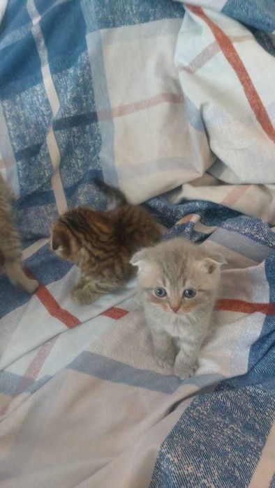 Продам вислоухих Скоттиш-фолдов