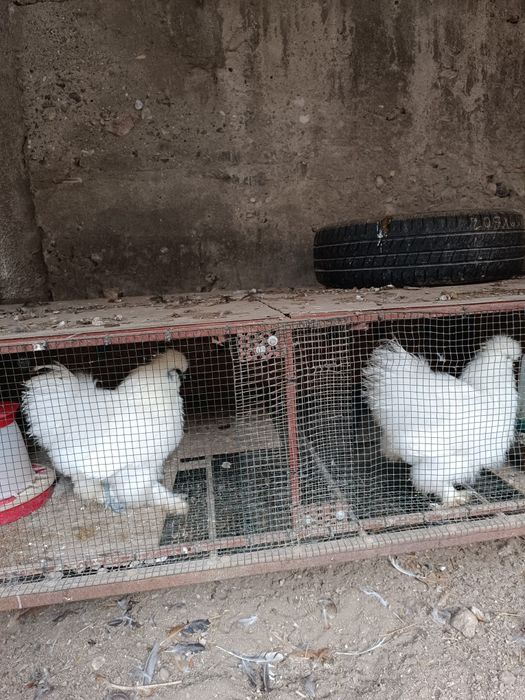 Cocosi mătase japoneză și italiană