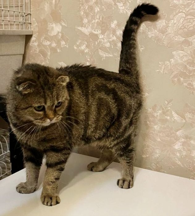 висЛоуХая Кошечка 2 года