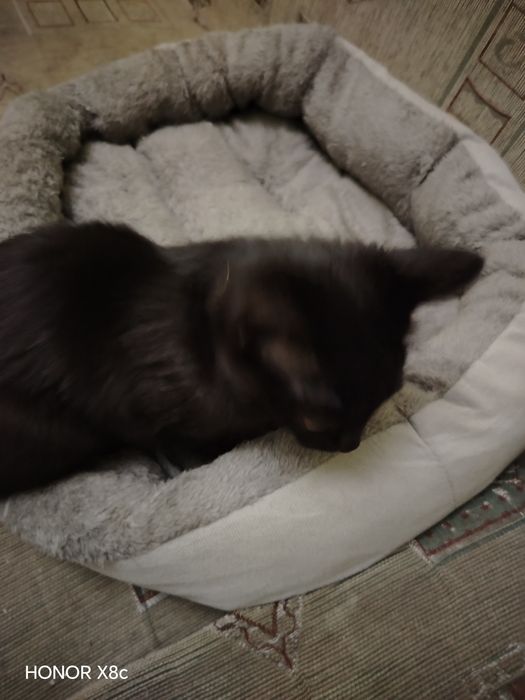 Котик ласковый, игривый