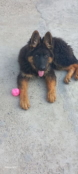 Nemetski afcharka dlinashersna sotiladi