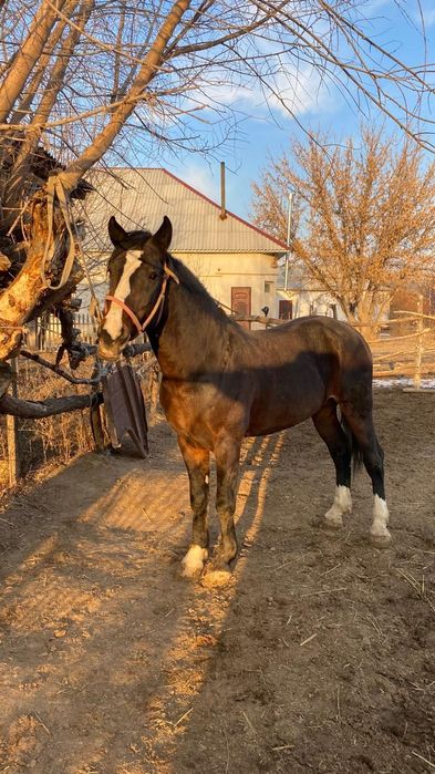 Кокпар ат жеребец
