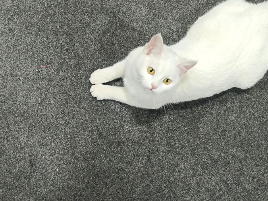 Отдам в добрые руки кошек мальчика и девочку