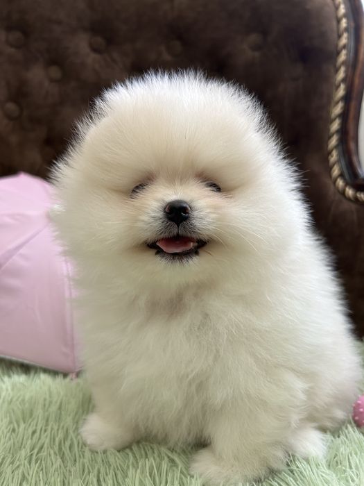 Померанский шпиц щенки