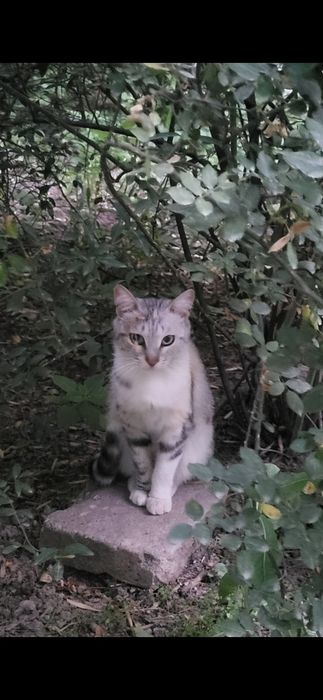 Кошечка  ищет дом и добрые руки