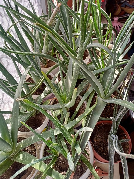 Алоэ 3-л лечебный