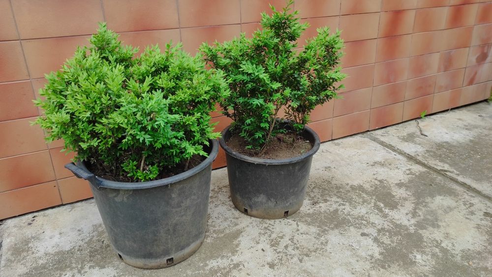 Puieți de  buxus